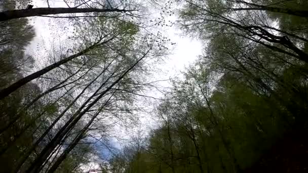 Бурный Водопад Весеннем Горном Лесу — стоковое видео