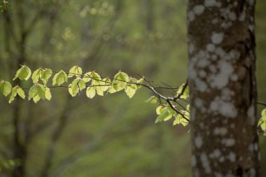 Bahar ormanlarındaki ağaç dallarında yemyeşil yapraklarla dolu bir manzara.