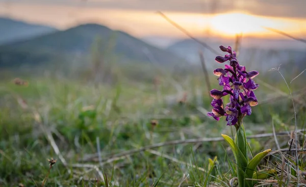 Rare Orchid Anacamptis Morio Carpathians — Foto Stock