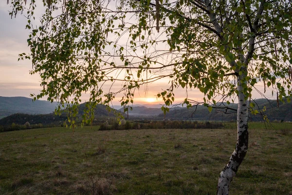 Весняний Захід Сонця Горах Через Березове Листя — стокове фото