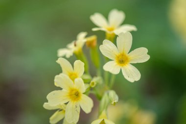 Ormanda sarı bir Prmula Vris 'in yakın çekimi.