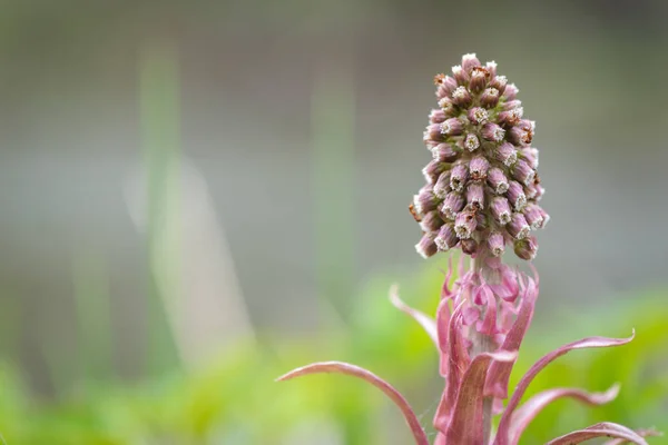 Spring Flower Petasites Hibridos Closeup — Foto Stock
