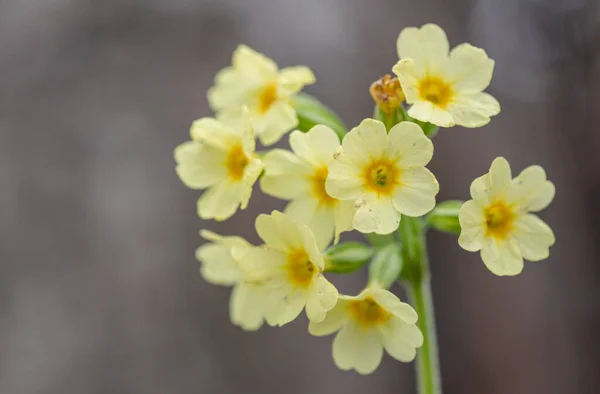 Close Yellow Prmula Vris Forest — Foto Stock