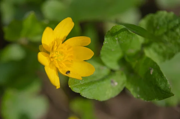 Жовта Квітуча Квітка Чорнобривців — стокове фото