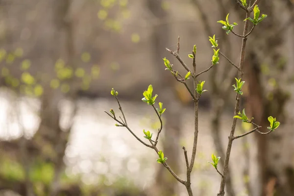 Tájkép Buja Zöld Levelekkel Egy Tavaszi Erdő Faágain — Stock Fotó