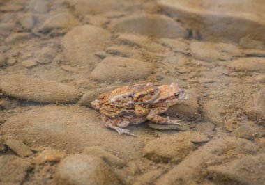 Nehir kurbağaları üreme sürecinde