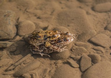 Nehir kurbağaları üreme sürecinde