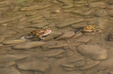 Nehir kurbağaları üreme sürecinde