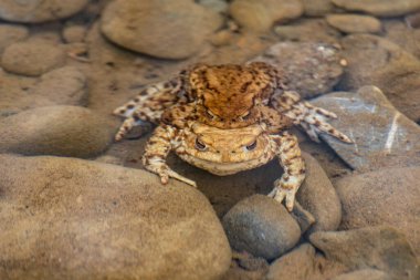 Nehir kurbağaları üreme sürecinde