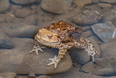 Nehir kurbağaları üreme sürecinde
