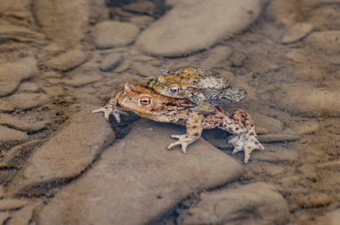 Nehir kurbağaları üreme sürecinde