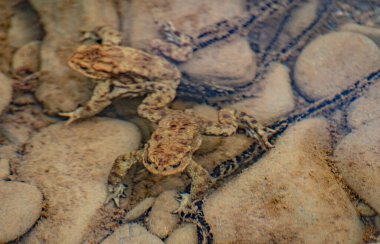 Nehir kurbağaları üreme sürecinde