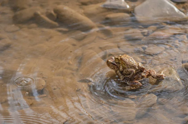 River Frogs Process Procreation — ストック写真