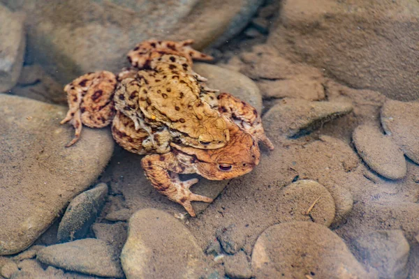 River Frogs Process Procreation — Foto de Stock