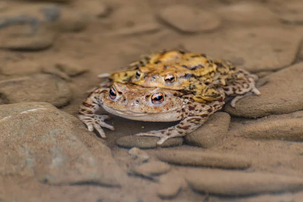 River Frogs Process Procreation — Stockfoto