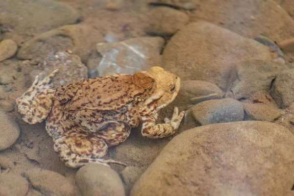 River Frogs Process Procreation — Fotografia de Stock