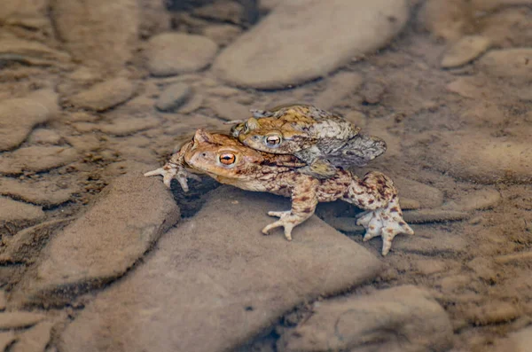 Nehir kurbağaları üreme sürecinde