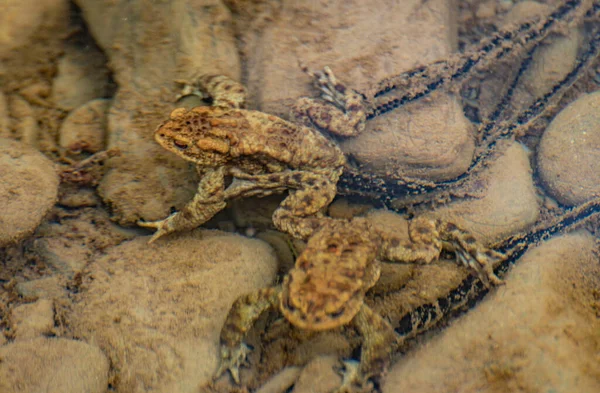 River Frogs Process Procreation — Stock Photo, Image