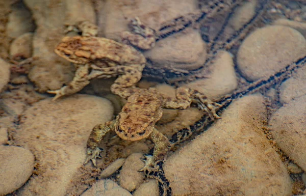 River Frogs Process Procreation — Fotografia de Stock