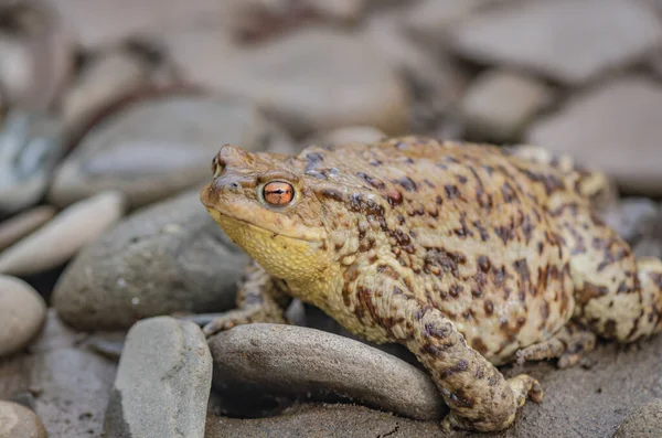 Flussfrosch Frühling Unter Natürlichen Bedingungen — Stockfoto