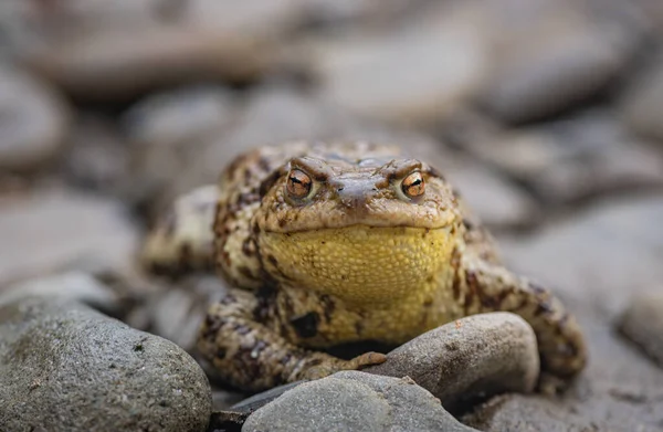 River Frog Spring Natural Conditions — Photo