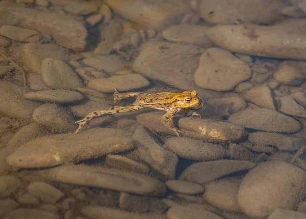 River Frog Spring Natural Conditions — Stock Photo, Image