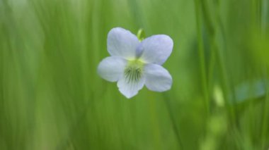 Blue forest violet sways in the wind