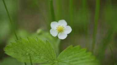 Yabani çilek çiçeği rüzgarda sallanıyor
