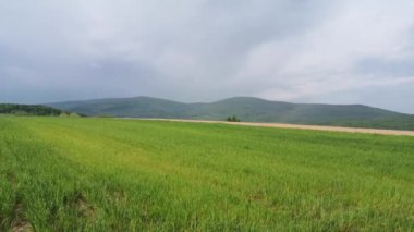 New grain crop in rural mountain area