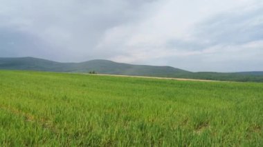 New grain crop in rural mountain area