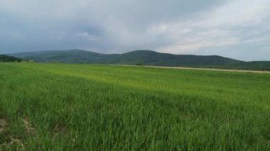 New grain crop in rural mountain area