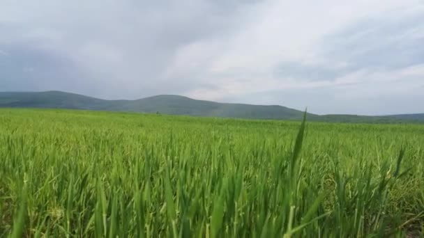 Νέες Καλλιέργειες Σιτηρών Ορεινές Αγροτικές Περιοχές — Αρχείο Βίντεο