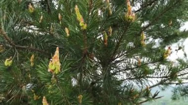 Çam dallarında genç filizleniyor