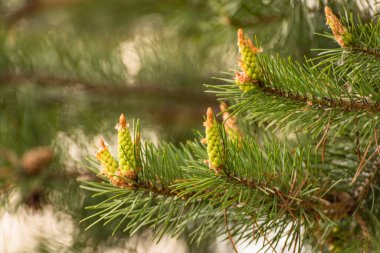 Bahar ormanlarındaki ağaç dallarında yemyeşil yapraklarla dolu bir manzara.
