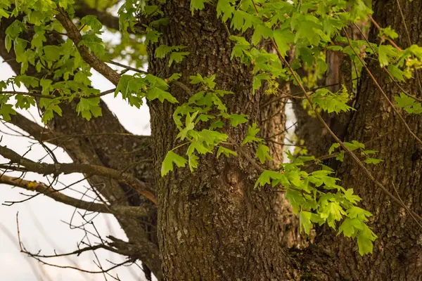 野生枫树的幼叶 — 图库照片