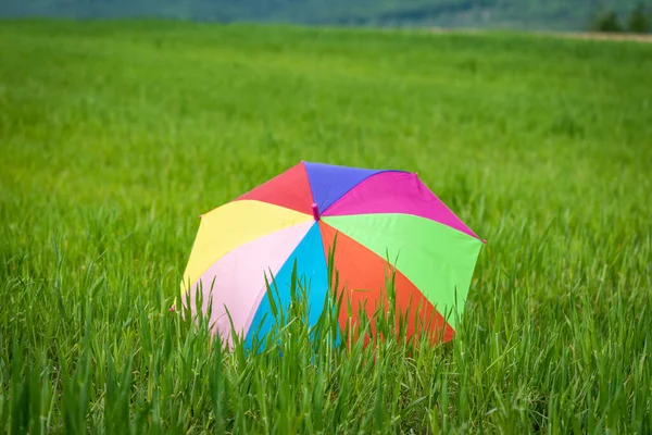 Зонтик Радужными Цветами Поле Новым Урожаем — стоковое фото