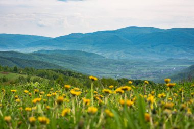 Bir karahindiba tarlası olan kırsal dağlık arazi.