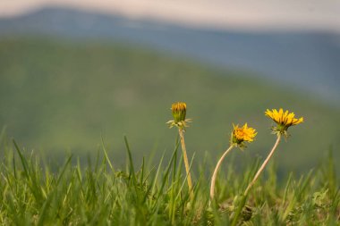 Bir karahindiba tarlası olan kırsal dağlık arazi.