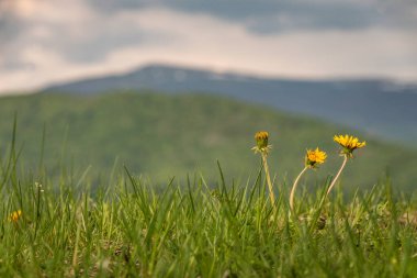 Bir karahindiba tarlası olan kırsal dağlık arazi.
