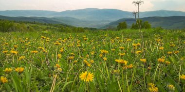 Bir karahindiba tarlası olan kırsal dağlık arazi.