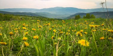 Bir karahindiba tarlası olan kırsal dağlık arazi.