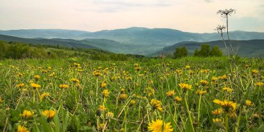 Bir karahindiba tarlası olan kırsal dağlık arazi.
