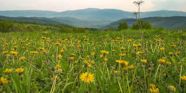 Bir karahindiba tarlası olan kırsal dağlık arazi.