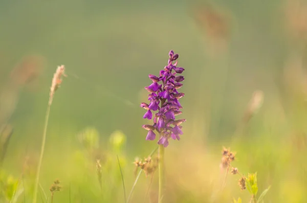 Vzácná Orchidej Anacamptis Morio Karpat — Stock fotografie