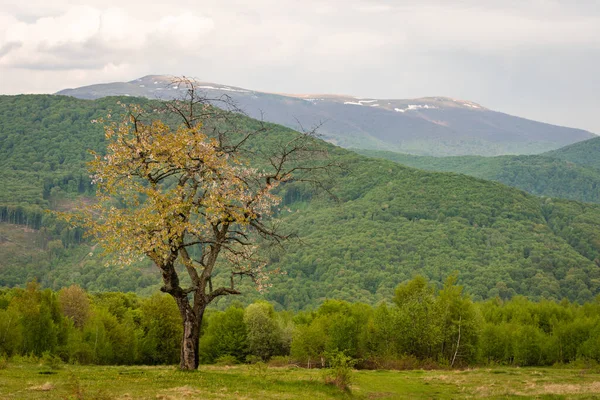 Весняний Пейзаж Сільських Високогір Величезним Квітучим Деревом — стокове фото