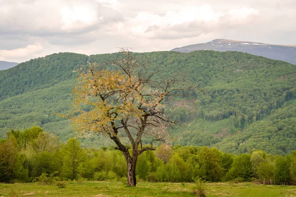 Весняний Пейзаж Сільських Високогір Величезним Квітучим Деревом — стокове фото
