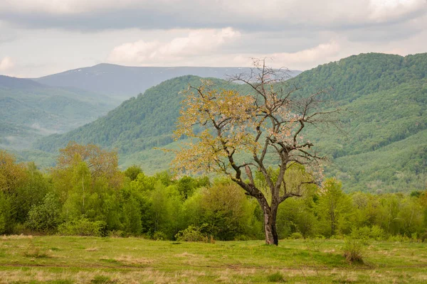 Paysage Printanier Des Hautes Terres Rurales Avec Énorme Arbre Fleurs — Photo