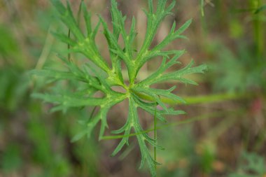 Sulu orman bitkileri rüzgarda sallanıyor.
