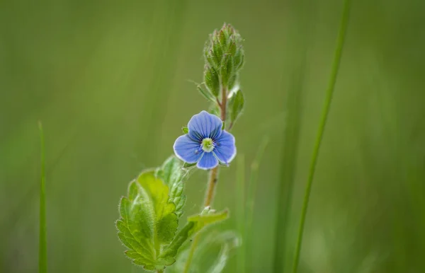 Close Spring Flower Blue Flax Grass — Stock Fotó