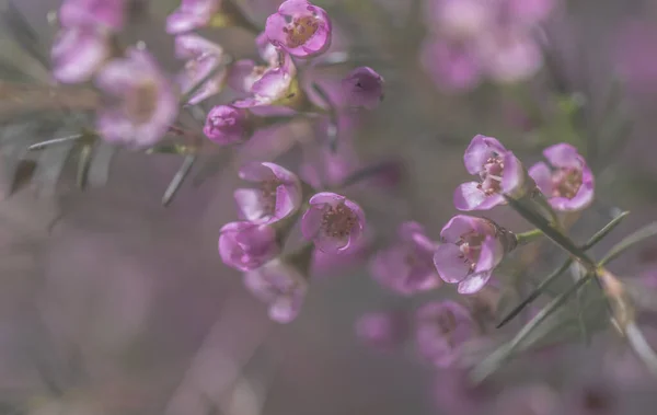 Delicate Blooming Chamelacium Flowers — Fotografia de Stock